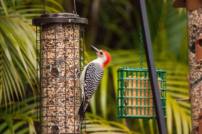 Red bellied woodpecker melanerpes carolinus bird on a bird feeder in naples, florida.