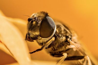 Macro shot of bee pollinating on flower