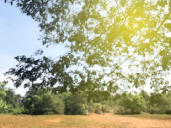 Trees on field against sky