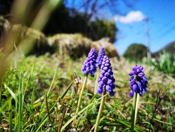 Close-up of purple flowering plant on field