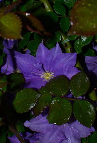 Close-up of wet purple flowering plant leaves