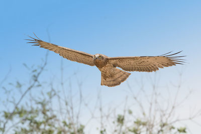 Low angle view of eagle flying against clear sky