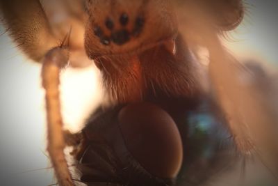 Extreme close-up of spider hunted housefly