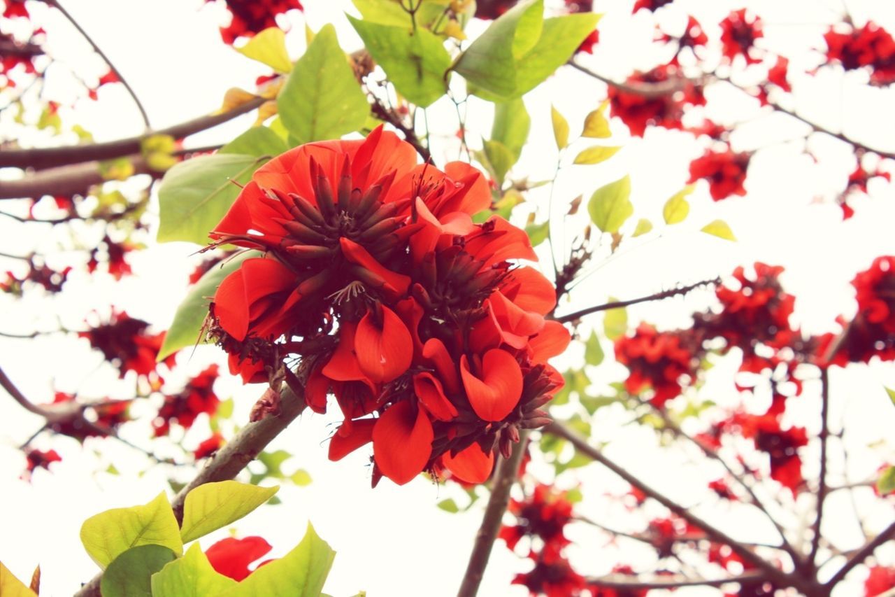 freshness, flower, low angle view, branch, growth, tree, beauty in nature, fragility, nature, red, focus on foreground, leaf, close-up, blossom, sky, twig, petal, day, outdoors, no people