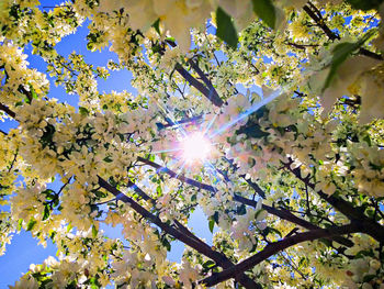 Low angle view of flowers blooming on tree