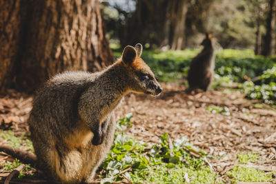 Squirrel in a forest