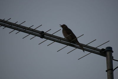 Low angle view of birds perching on power line