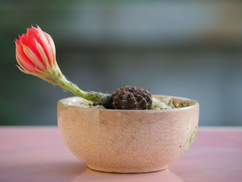 Close-up of potted plant on table