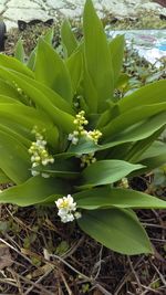 Close-up of a plant