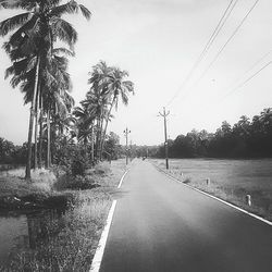 Road along trees