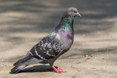 Close-up of pigeon on field