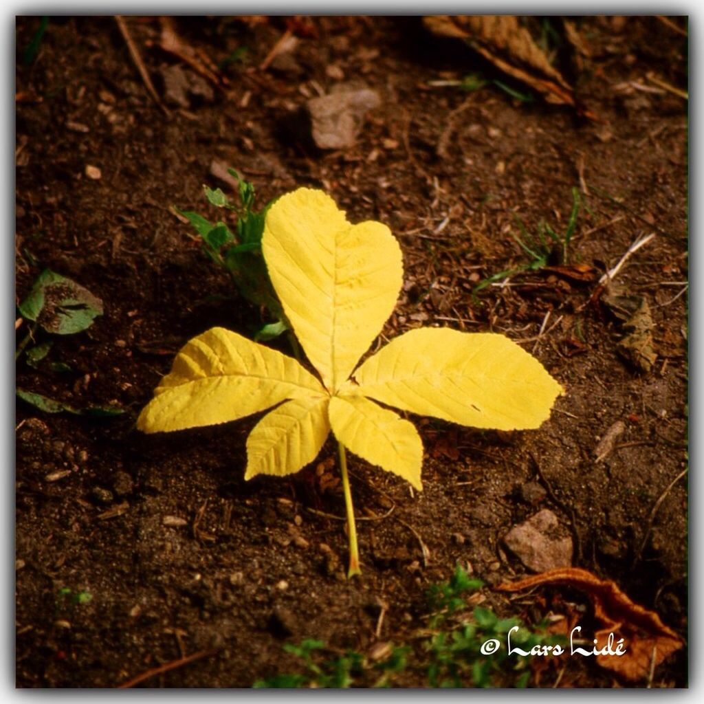 leaf, transfer print, autumn, auto post production filter, dry, change, nature, close-up, season, leaves, fallen, leaf vein, yellow, high angle view, natural pattern, fragility, maple leaf, ground, day, growth