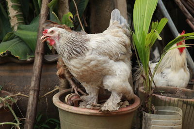 Close-up of a bird on potted plant