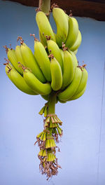 Close-up of fruit growing on plant