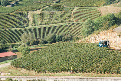 Scenic view of vineyards on hills. vineyards cultivation on hills machine working in vineyards.