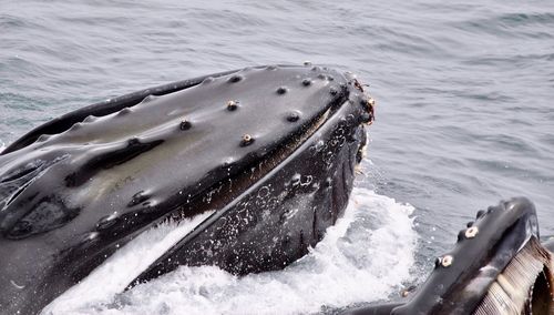 Close-up of whale in the sea