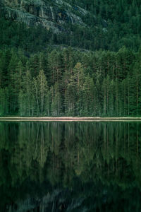 Scenic view of lake in forest