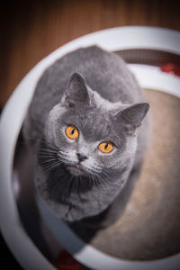 Close-up portrait of a cat