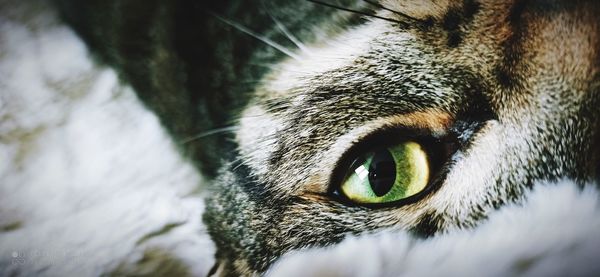 Close-up portrait of a cat