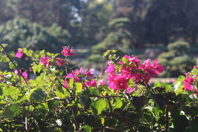 Close-up of pink daisy flowers