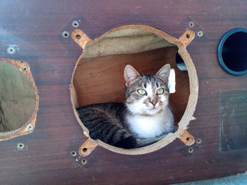 High angle view of cat sitting in wooden container