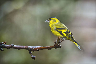 Close-up of bird perching on branch