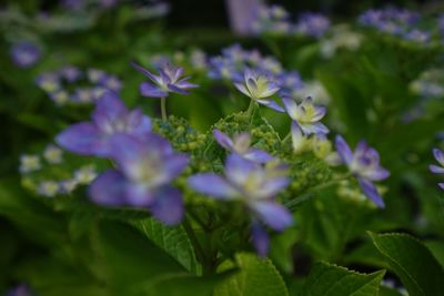 Close-up of purple flowers