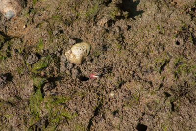 High angle view of birds on field