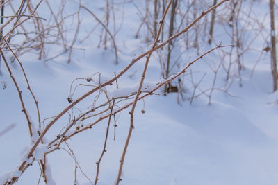 Close-up of bare tree in winter