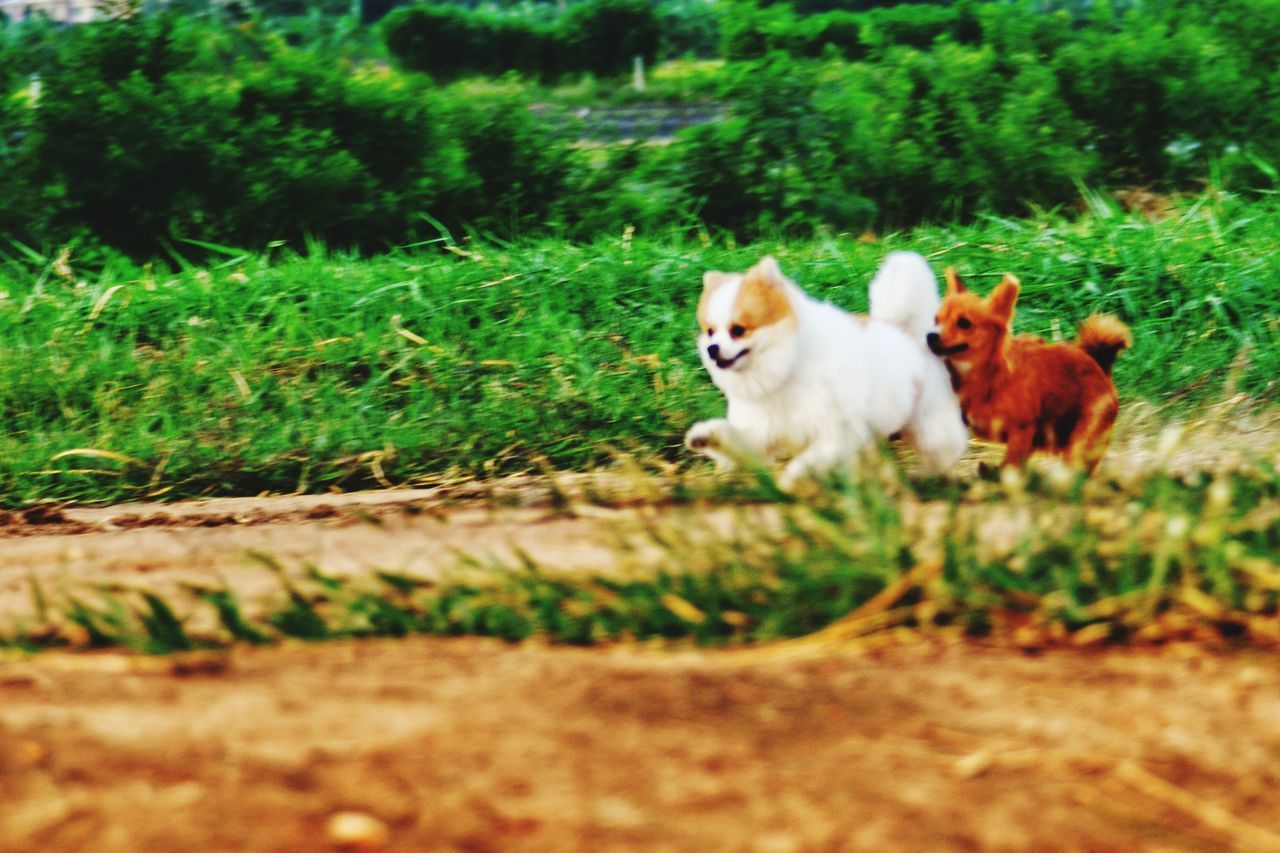 DOGS RUNNING ON FIELD