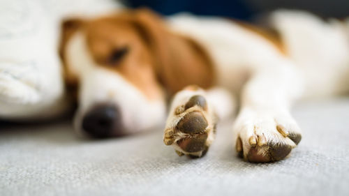 Close-up of a dog resting on bed