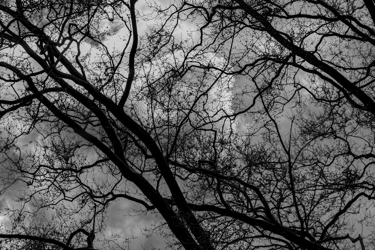 LOW ANGLE VIEW OF TREE AGAINST SKY