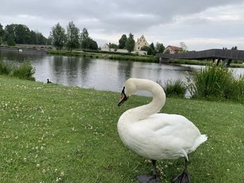 Swan in a lake