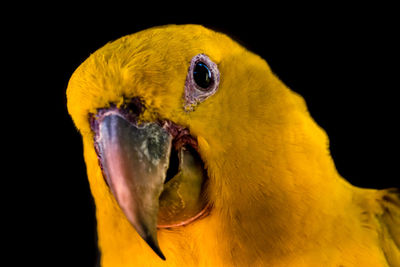 Close-up of a parrot