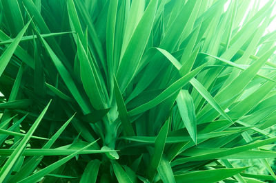 Full frame shot of green leaf