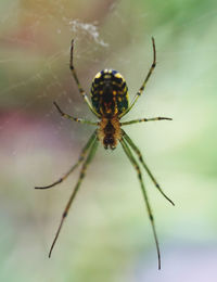 Close-up of insect