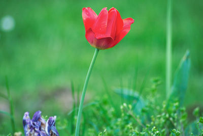 Close-up of red flower on field