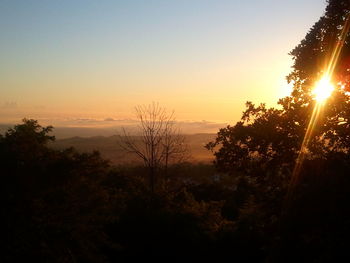 Sun shining through trees
