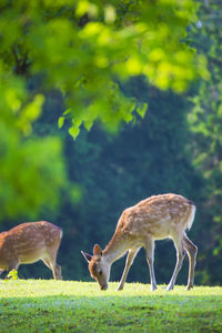 Nara park and deer in the fresh green season