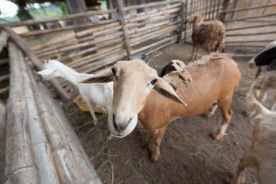 View of a sheep