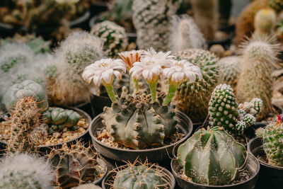 Close-up of potted plants