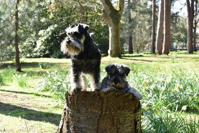 View of a dog on tree trunk