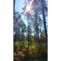 Sun shining through trees
