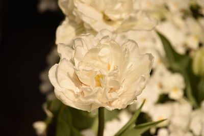 Close-up of white rose