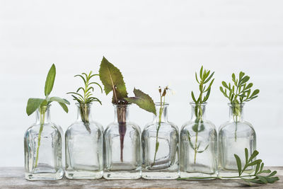 Plants and leaves on table against white background