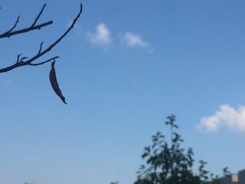 Low angle view of bird flying against sky