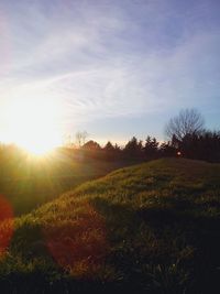 Sun shining through trees on grassy field