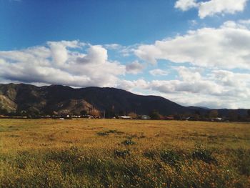 Scenic view of field against sky