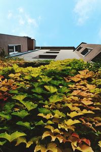 View of plants and building