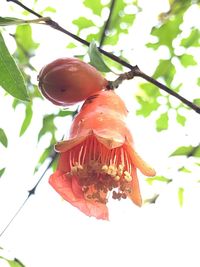 Close-up of mushrooms growing on tree